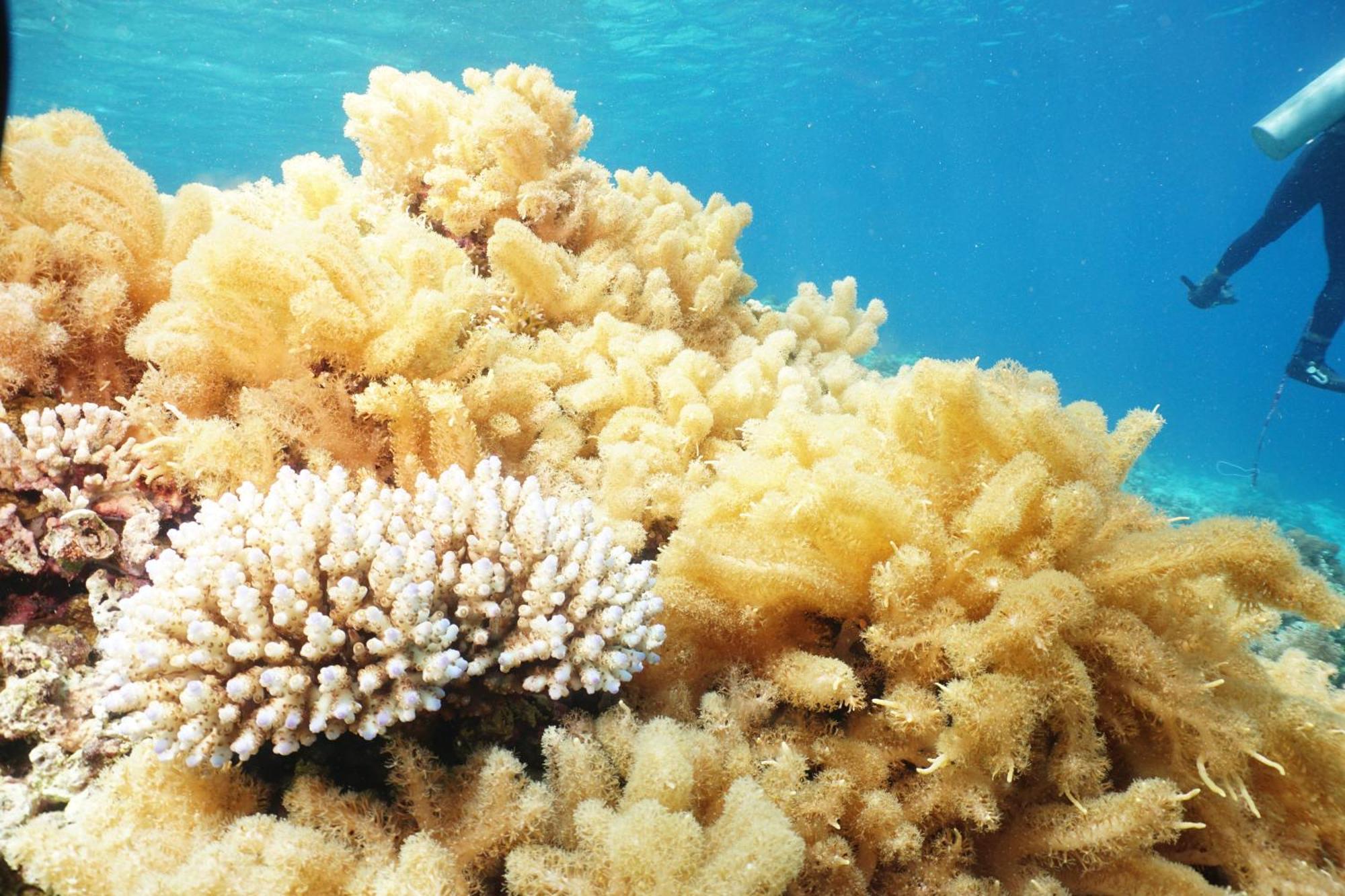 Sea World Club Beach Resort & Dive Center Maumere Zewnętrze zdjęcie