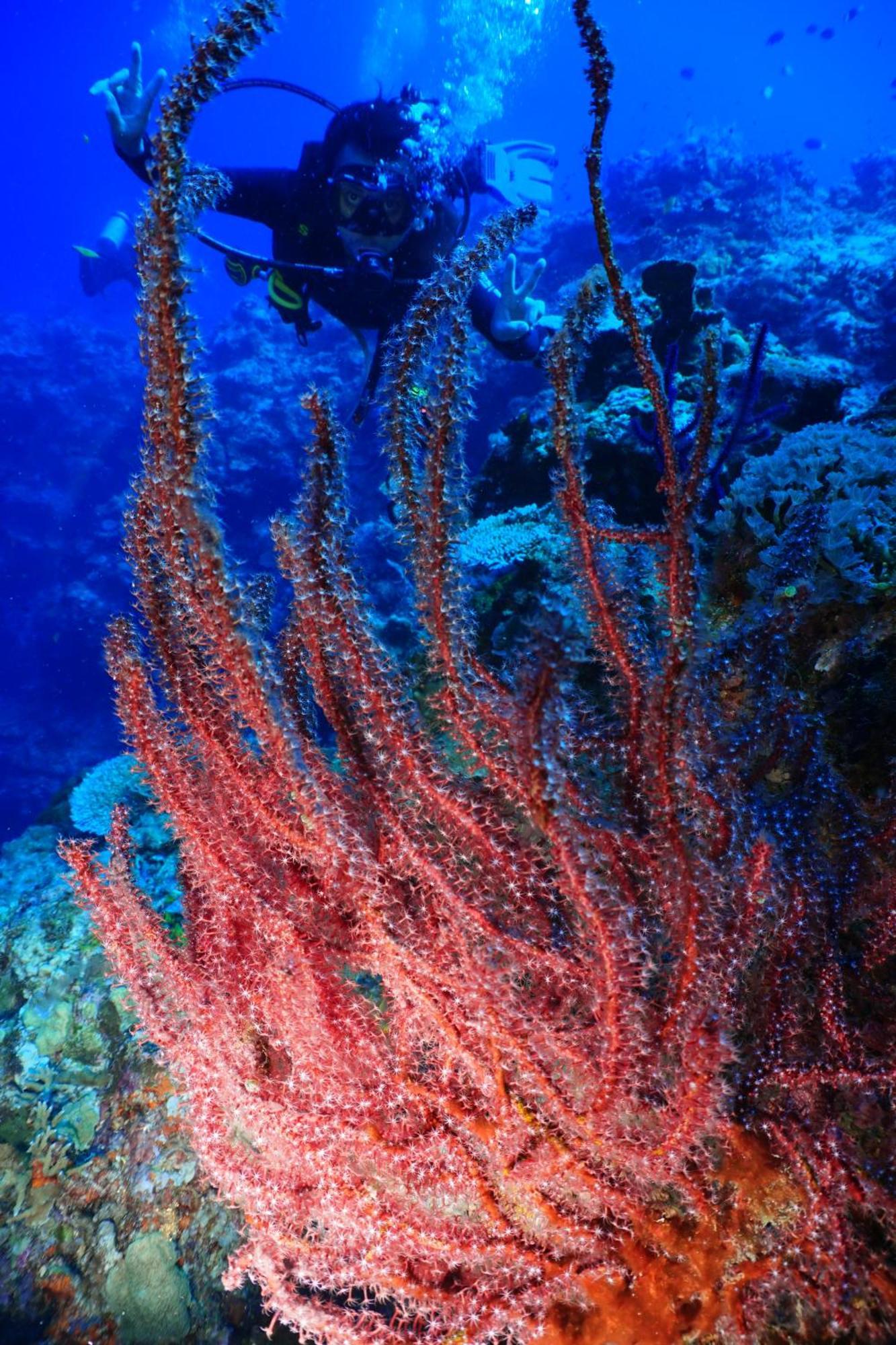 Sea World Club Beach Resort & Dive Center Maumere Zewnętrze zdjęcie