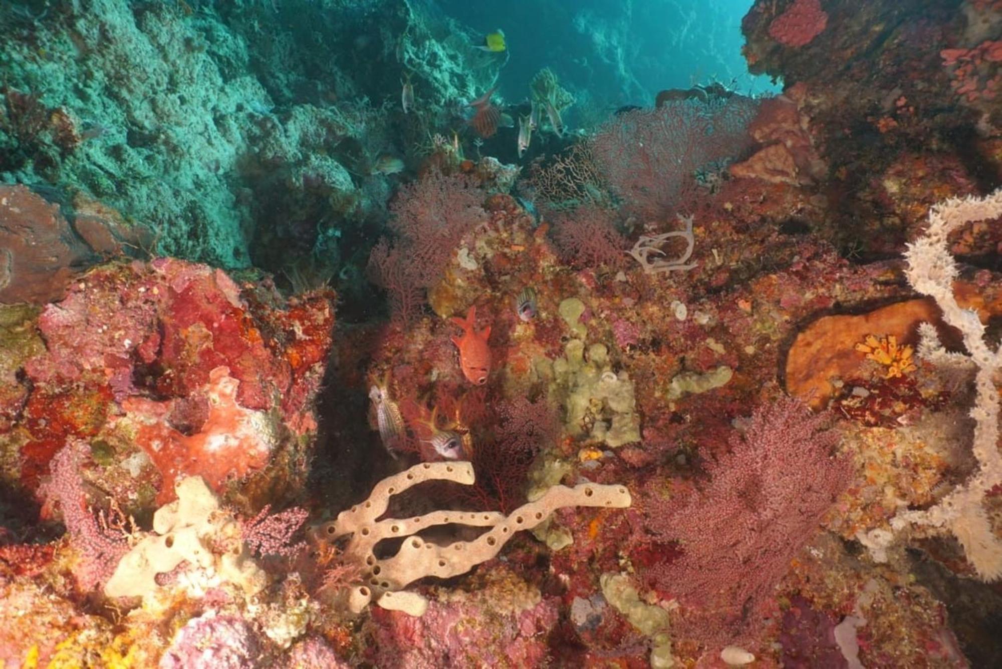 Sea World Club Beach Resort & Dive Center Maumere Zewnętrze zdjęcie